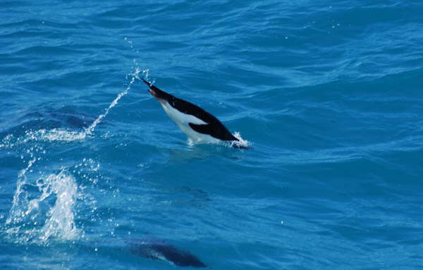 Porpoising penguin
