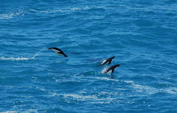 Porpoising penguins