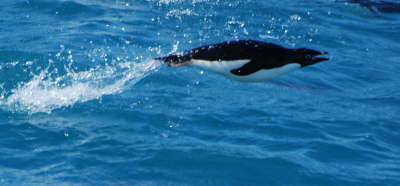 Porpoising penguin
