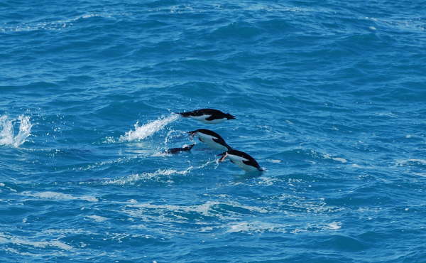 Porpoising penguins