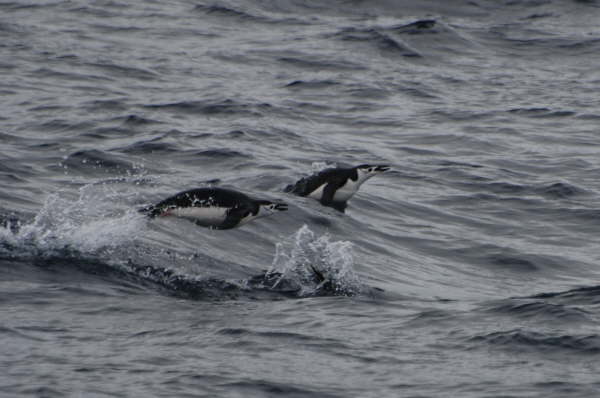 Porpoising penguins