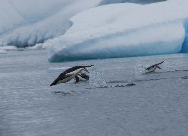 Porpoising penguins