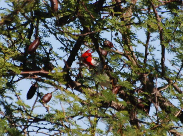 Red-crested Cardinal 