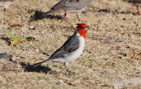 Red-crested Cardinal 