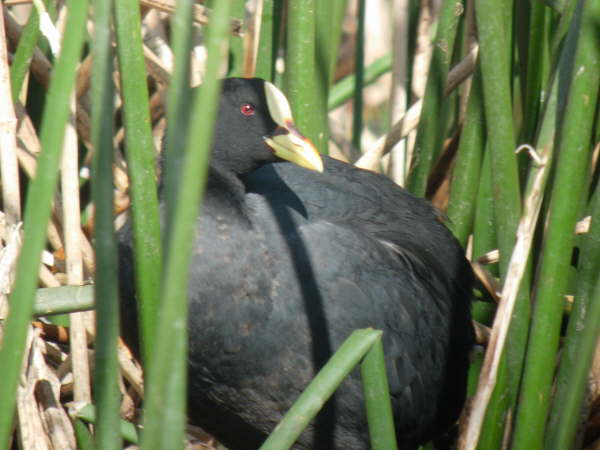 Red-gartered Coot