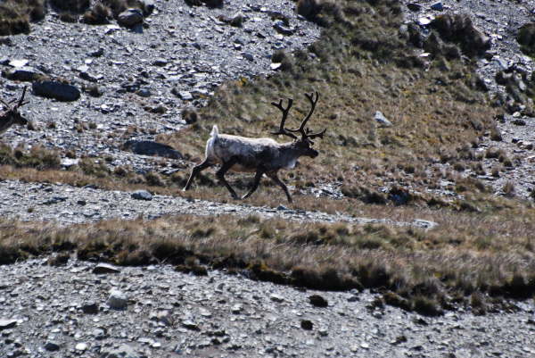 Reindeer (introduced onto the island) (last photo in this section)