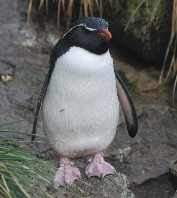 Rockhopper Penguin