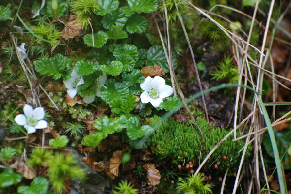 Rubus Geoides (Magellan strawberry)