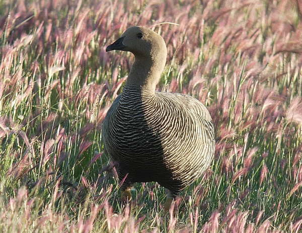 Upland Goose (female)