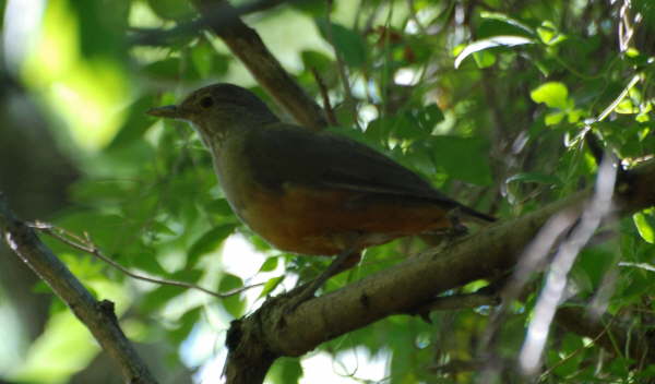 Rufous-bellied Thrush