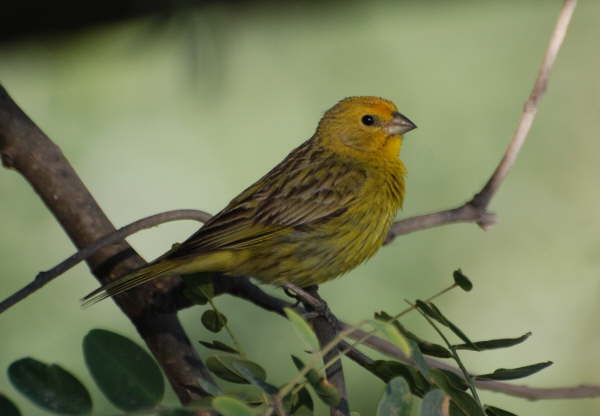 Saffron Finch 