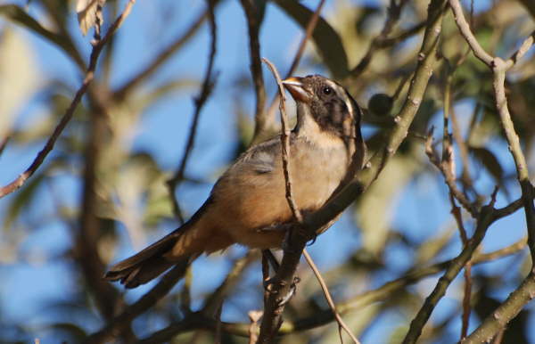 Golden-billed Saltator