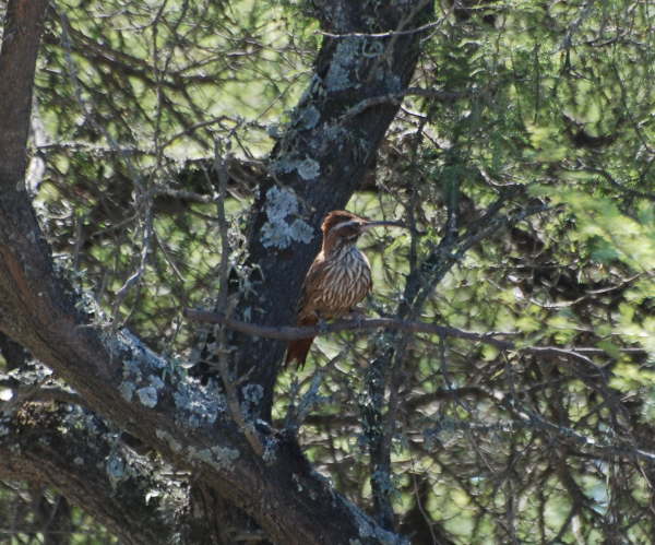 Scimitar-billed Woodcreeper