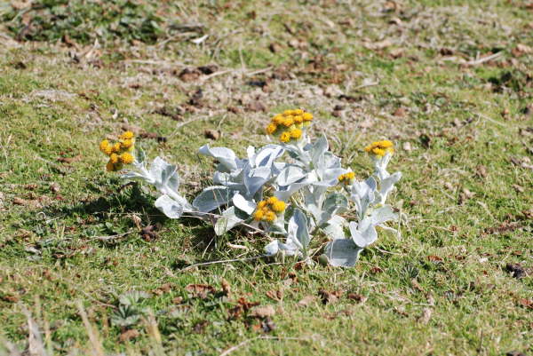 Sea Cabbage (last photo in this section)