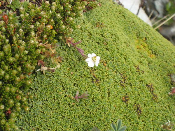 Sedum and saxifrages