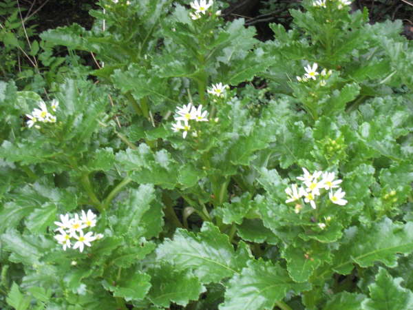 Senecia accanthifolium (possibly)