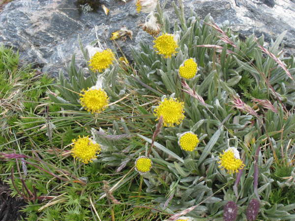 Senecio sp 