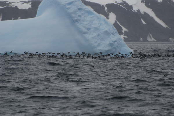 Shags in front of iceberg