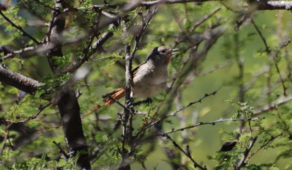 Short-billed Canastero