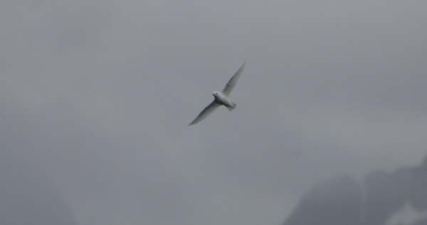 Snow Petrel