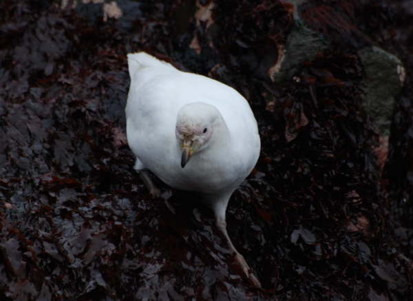Snowy Sheathbill