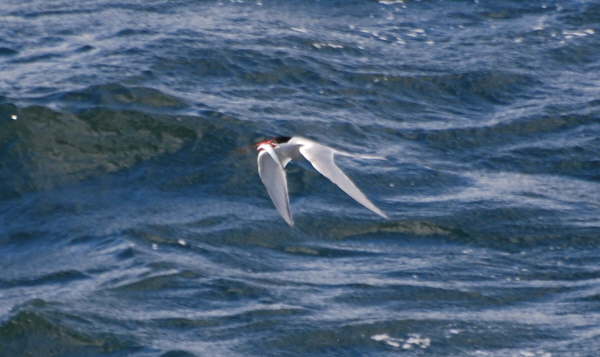 South American Tern