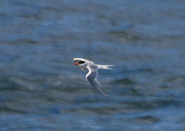 South American Tern