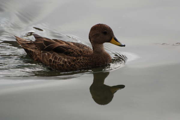 South Georgia Pintail