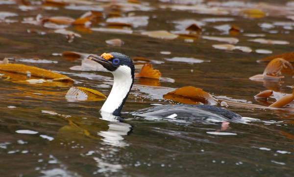 South Georgia Shag