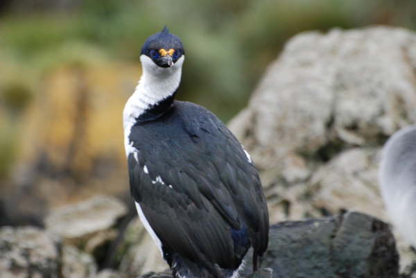 South Georgia Shag