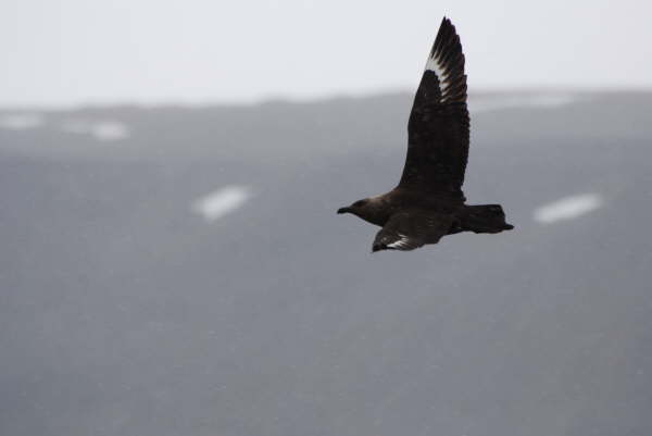 South Polar Skua