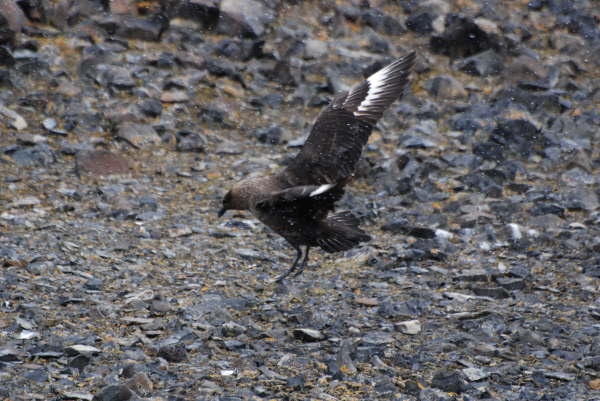 South Polar Skua
