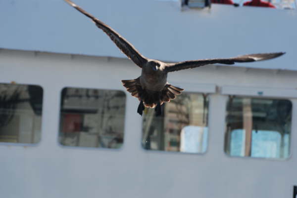 South Polar Skua