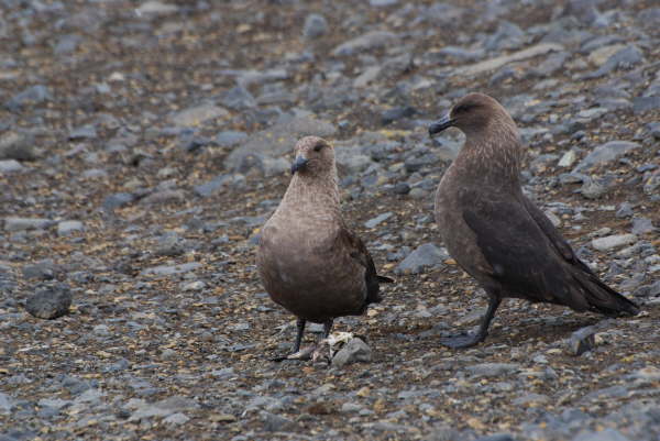 South Polar Skuas