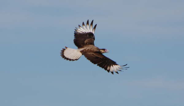 Southern Crested Caracara