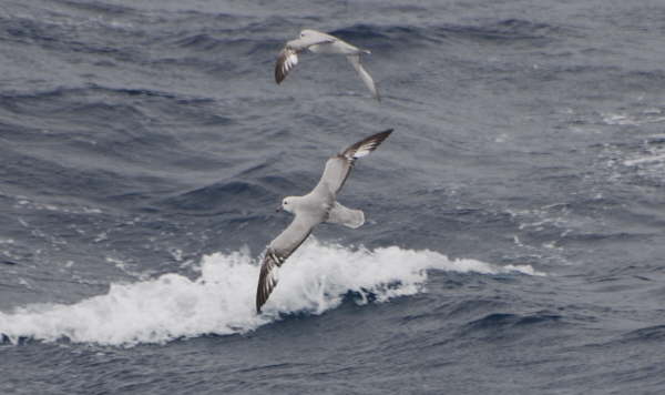 Southern Fulmar