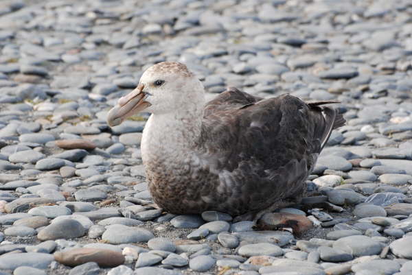 Southern Giant Petrel