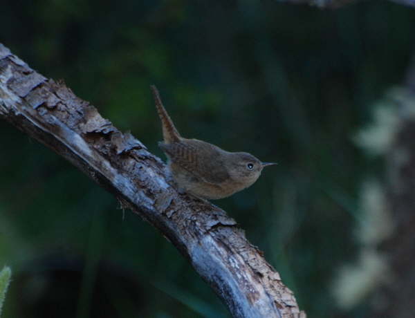 Southern House Wren