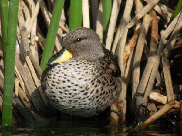 Speckled Teal