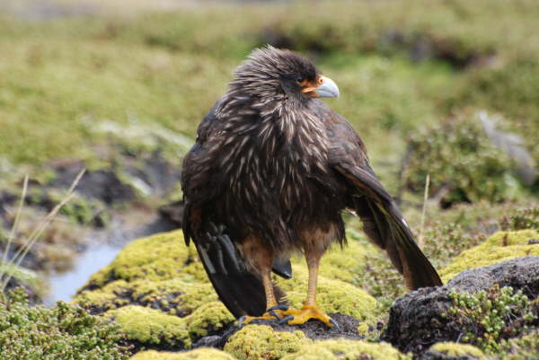 Striated Caracara