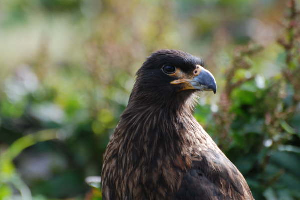 Striated Caracara