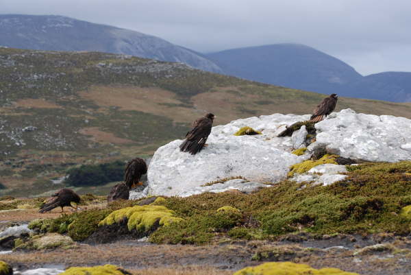 Striated Caracara on West Point
