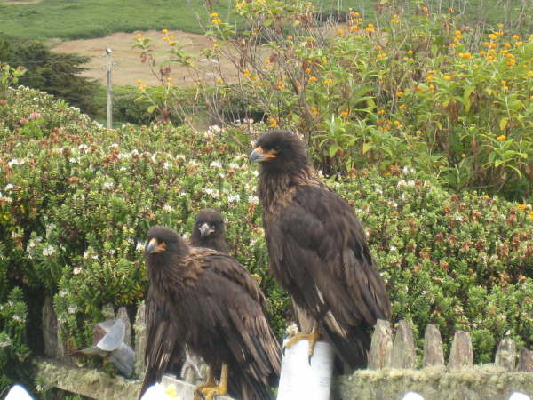 Striated Caracaras