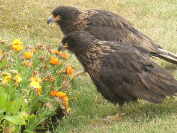 Striated caracaras