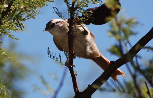 Stripe-crowned Spinetail
