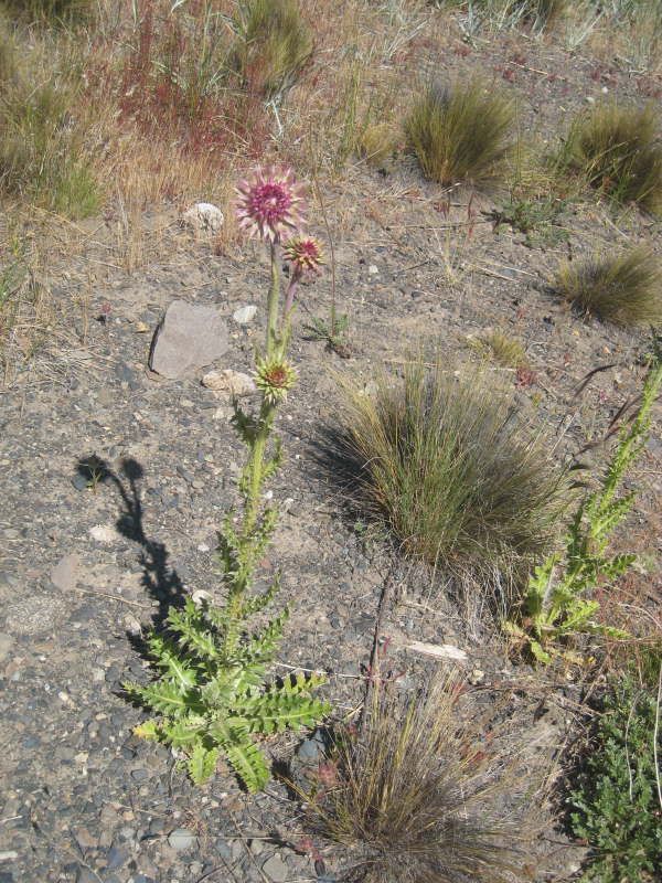Thistle by the roadside