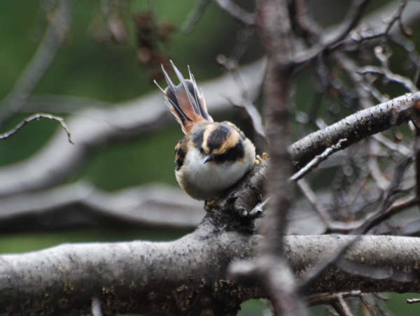 Thorntailed Rayadito