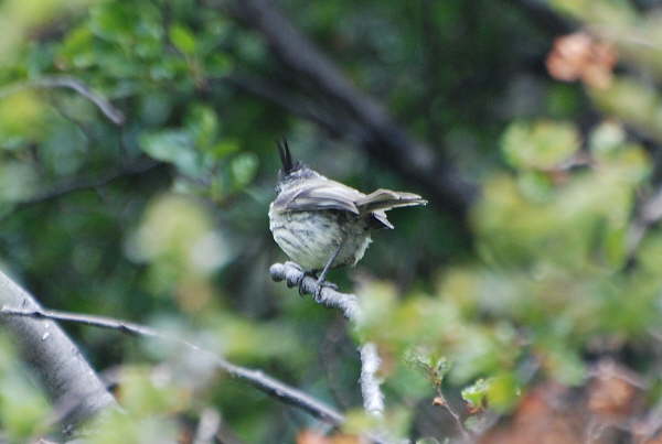 Tufted Tit Tyrant