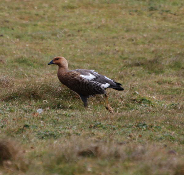 Upland Goose (female)