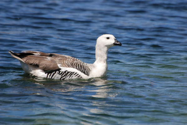 Upland Goose (male)  (last photo in this section)